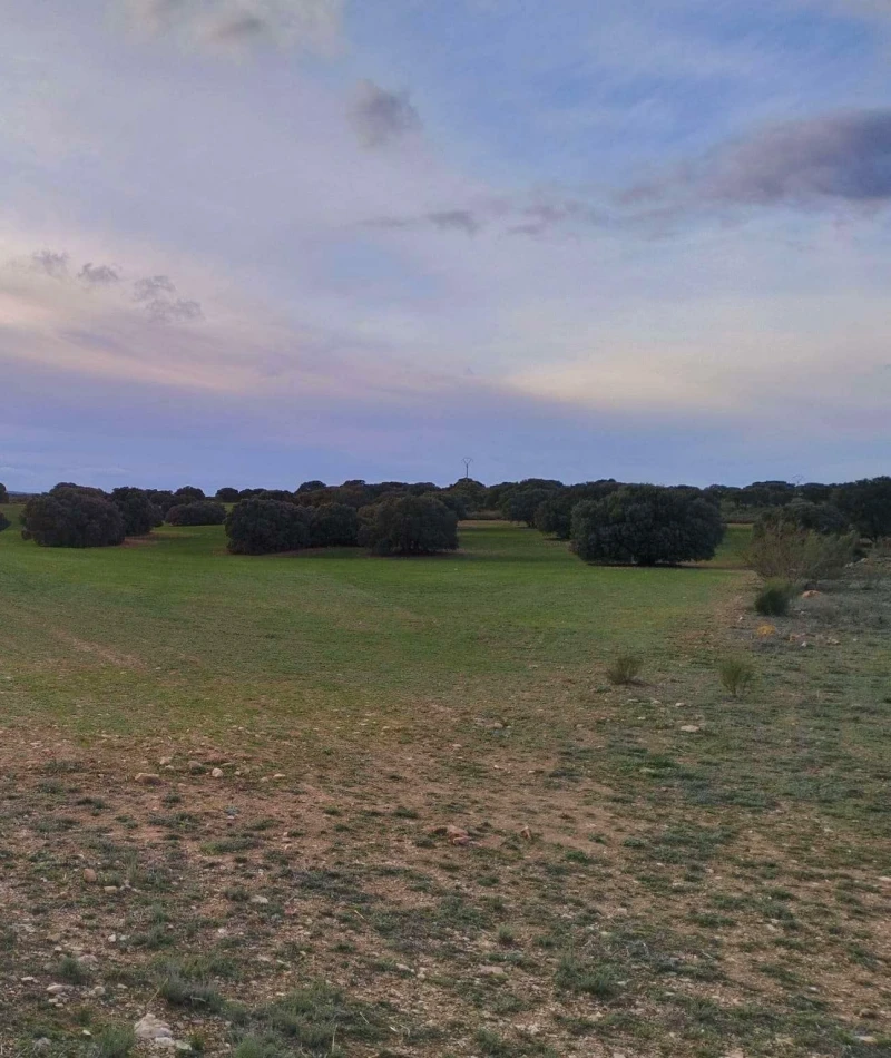 Bird hunting trips in Spain with guided service and private grounds