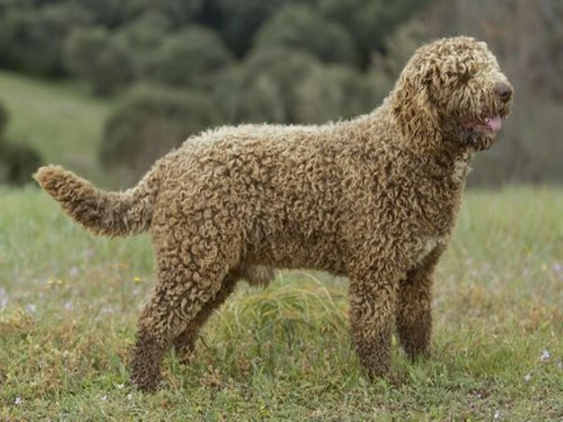 Spanish Water Dog