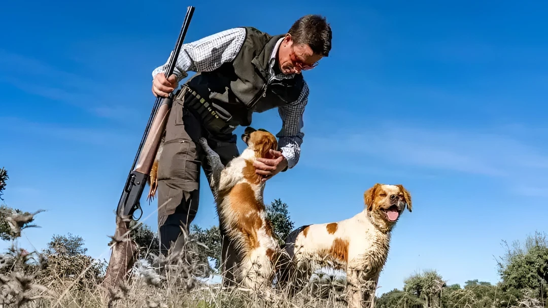 What you need to hunt in Spain: licenses, firearm permits and planning