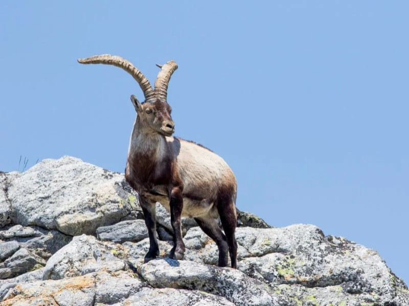 Iberian ibex, iconic spanish Big Game Species