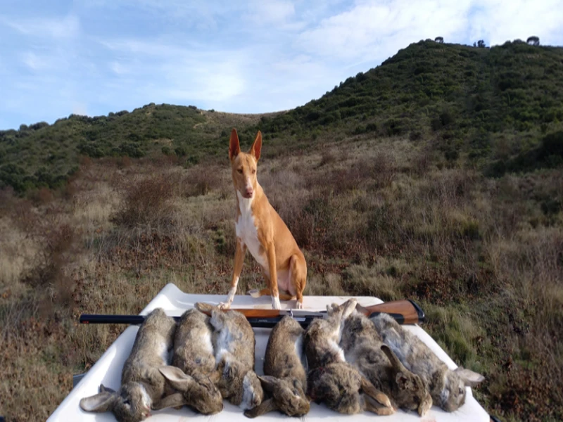 Podenco Andaluz