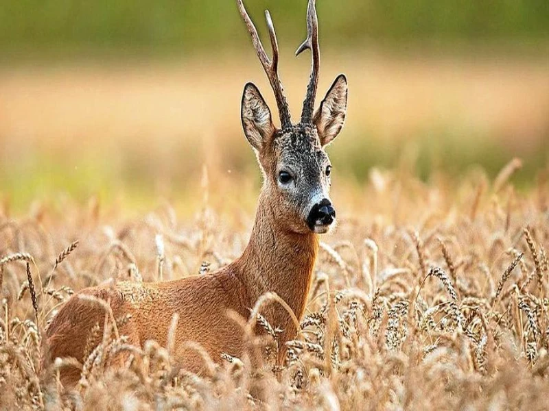 Roe deer camouflaged in cereal fields, spanish Big Game Species
