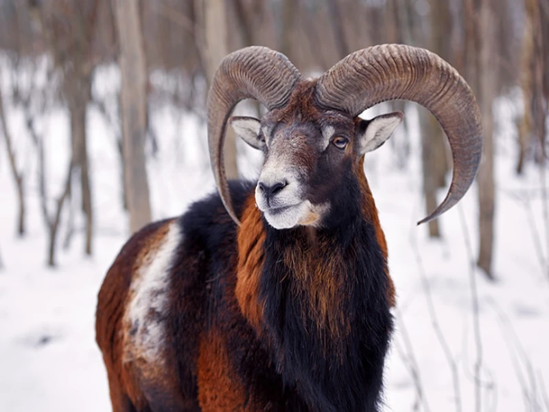 Mouflon in the snow, a spanish Big Game Species