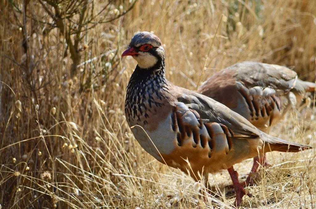 Ojeo style Spanish partridge hunting