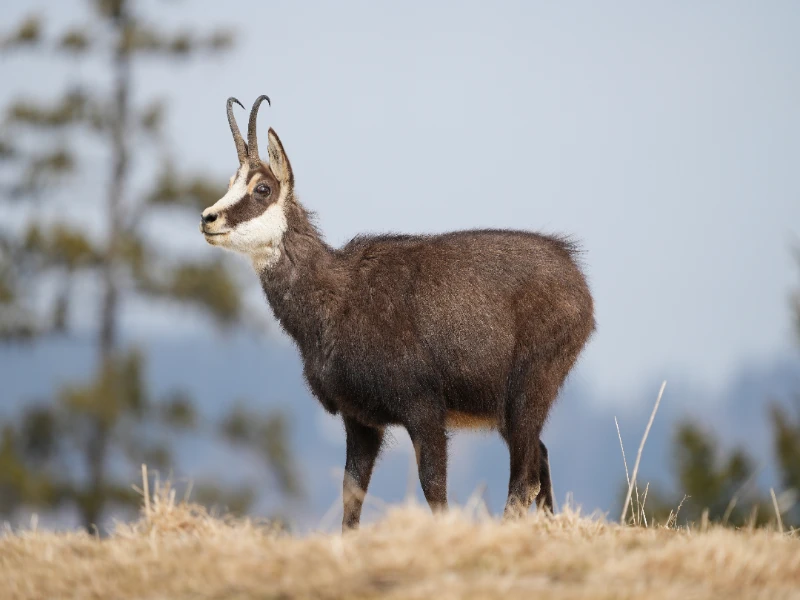 Top spanish Big Game species every hunter should know