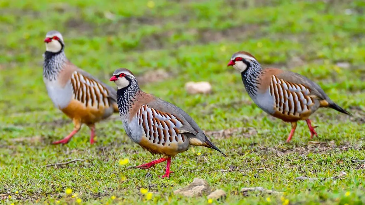 Red-legged partridge hunting in Spain
