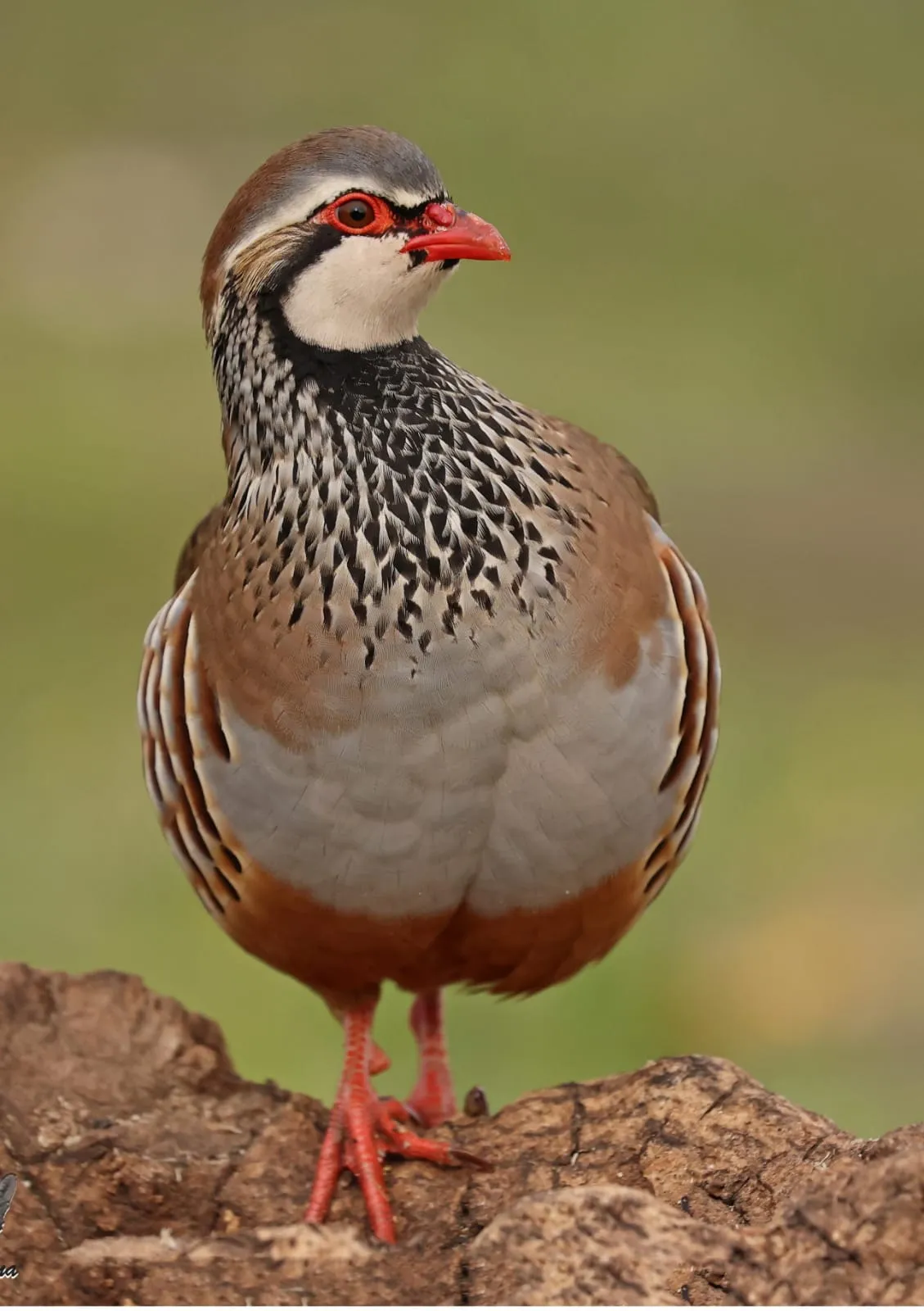 Partridge hunting in Spain during driven shoot in rural estate
