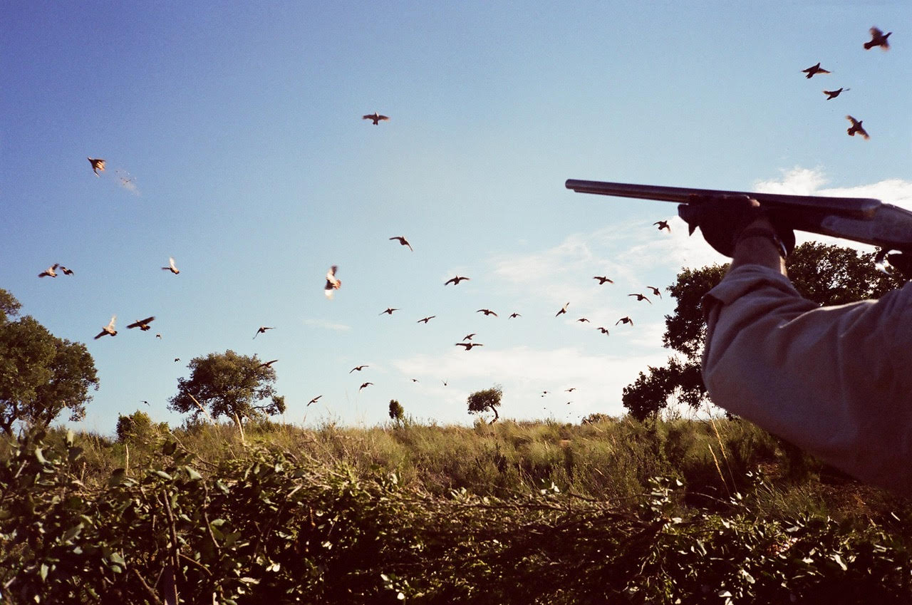 Traditional partridge hunting Spain in open countryside estate