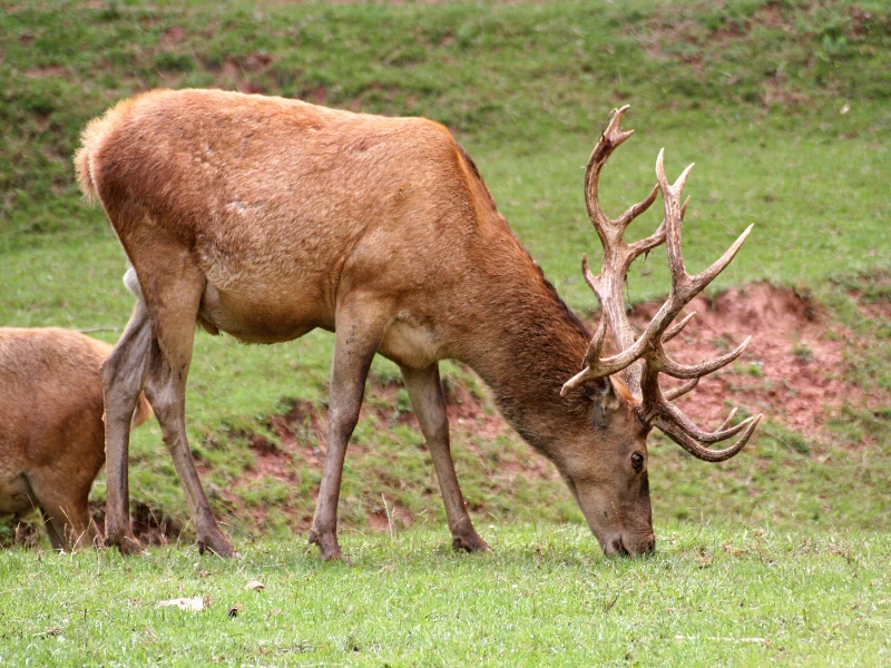 Spanish red deer grazing