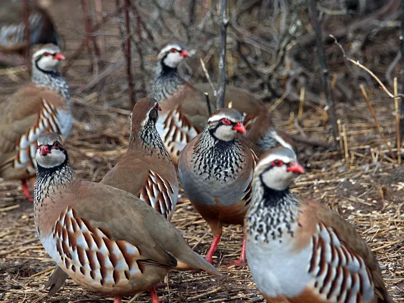 Red-legged partridge in Spanish countryside