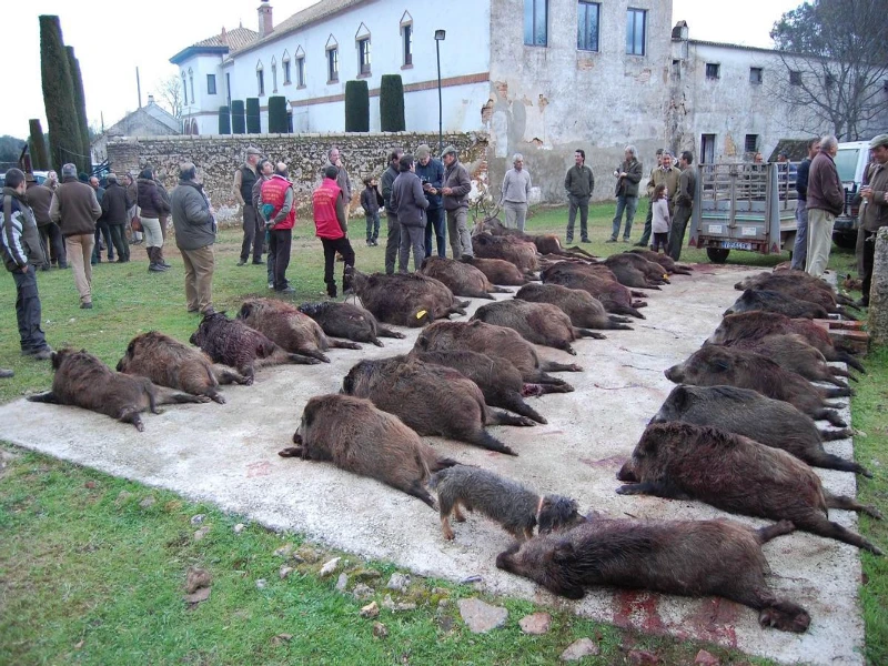 Wild boar hunting in Spain, a key spanish Big Game Species